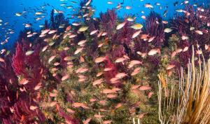 Nostos B&B - Back to the Sea