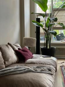 StylishSunnyCosy House