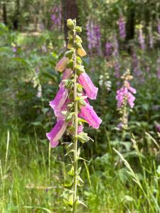 Bosperceeltje Putten