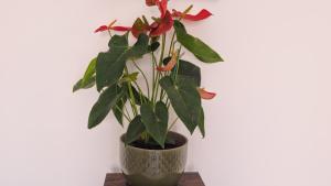 Chic home à proximité des plages