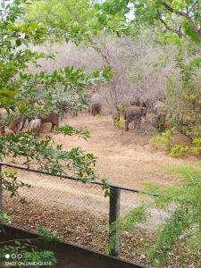 Forest Dew Udawalawa