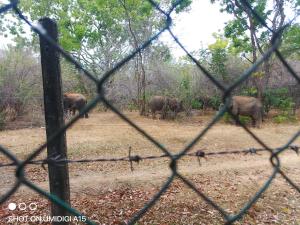 Forest Dew Udawalawa