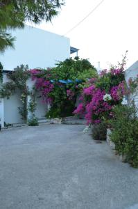 Studios Panorama Drios Paros Greece