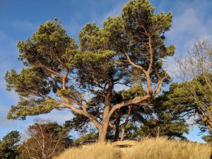Cozy Cottage near Beach in Ahus