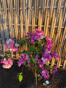 Jaya Beach Bungalows