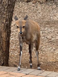InniBos Marloth Park