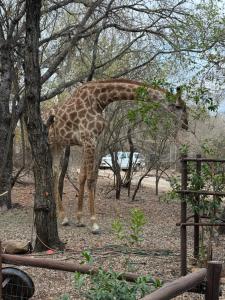 InniBos Marloth Park
