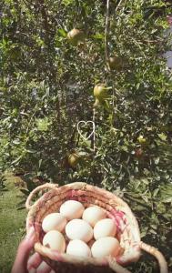 بستان الأحلام