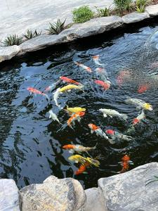 Trang An Haven & Tranquil Homestay