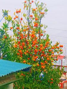 Orange Garden Homestay