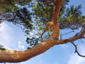 14 person holiday home in Vejby