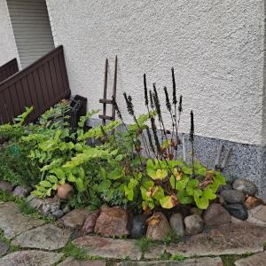 Niittytie Alexsandra