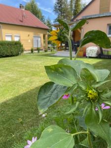 Két szobás, teraszos, kertes vendégház