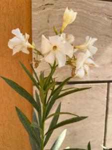 Boulevard Sea Residenz 300 meter zum Sandstrand