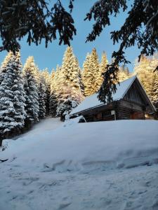Brunarica na Goreljeku, Pokljuka