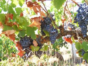 Agriturismo Locoe img17