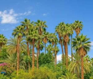Vue sur le Jardin Majorelle - Balcon Privé, Calme & Élégance