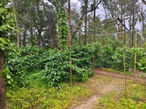 Bean & Leaf Plantation Cottage