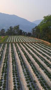 Hommestay Người Nùng