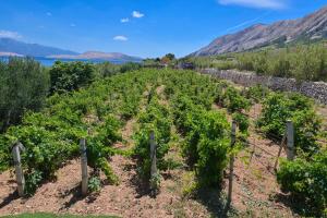 Marianna in Pag - Haus für 5 Personen