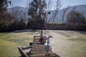 Lodge Los Naranjos de Mallarauco