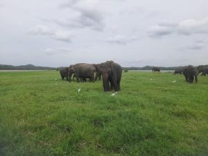 Amba Sewana Homestay