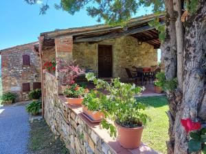 Farmhouse in Tuscany with Olive Grove Views