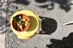 Araça Studio - Atlantic Mountain Living