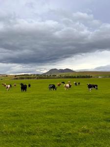 Hellisholar Cottages