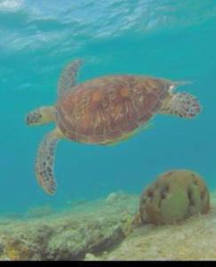 Panagsama Holiday Cottage