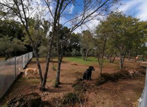 Hasta semana santa solo grupos grandes desde 30 personas-Aldea Vetonia Alojamientos con Encanto-Info y dudas 618-95-92-51