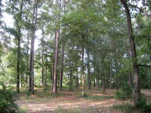 Spacious Vacation Rental with Expansive Grounds on an Old Plantation near Aiken, South Carolina