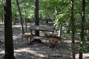 Apple Blossom Inn