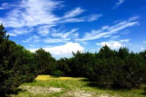 Blue Bird Cabin with Hot Tub in Texas Hill Country