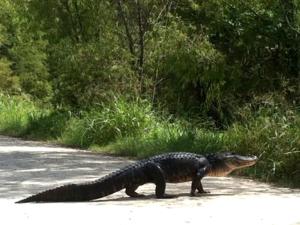 Scenic Bed and Breakfast Accommodation on Lake Martin near Lafayette, Louisiana