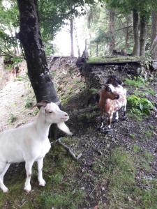 Maison dans un environnement boisé très calme