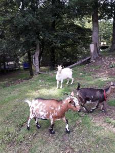 Maison dans un environnement boisé très calme