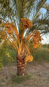 Dar Jamila - Au coeur de lOasis -