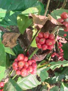 Naturecraft Homestay