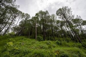 Spring Hills 4BD Kasauli glass attic Villa cook