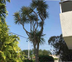La Palmera del Puerto Suances