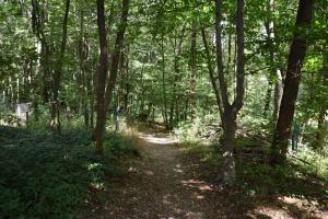 Ein Traum im Leechwald nähe LKH