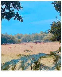 Terrys Cove - Dogs welcome