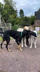 Nyoppusset studio nær Horten sentrum