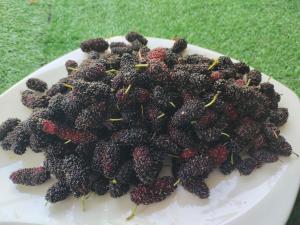 บ้านสวนกางโต้ง Ban Suan Kang Tong