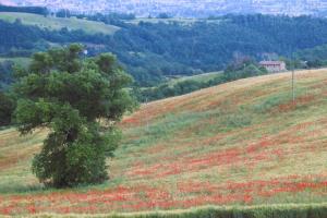 Agriturismo Il Cerrone