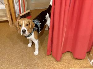 Chambre privée non verrouillée dans un appartement partagé - avec chien