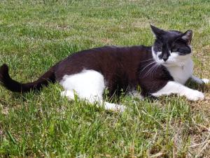 la tana della gallina