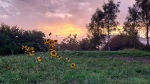 la tana della gallina