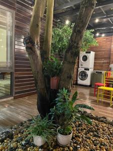 Không gian xanh an yên bên Hồ Tây